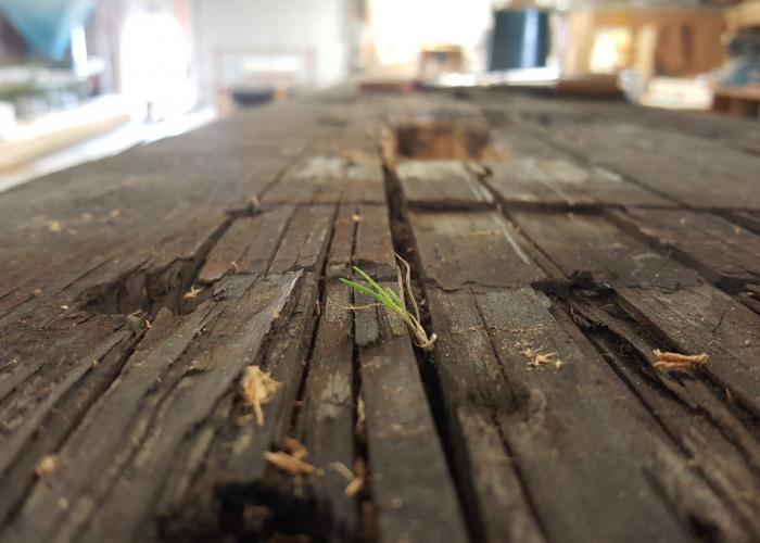 life_on_a_reclaimed_timber.jpg