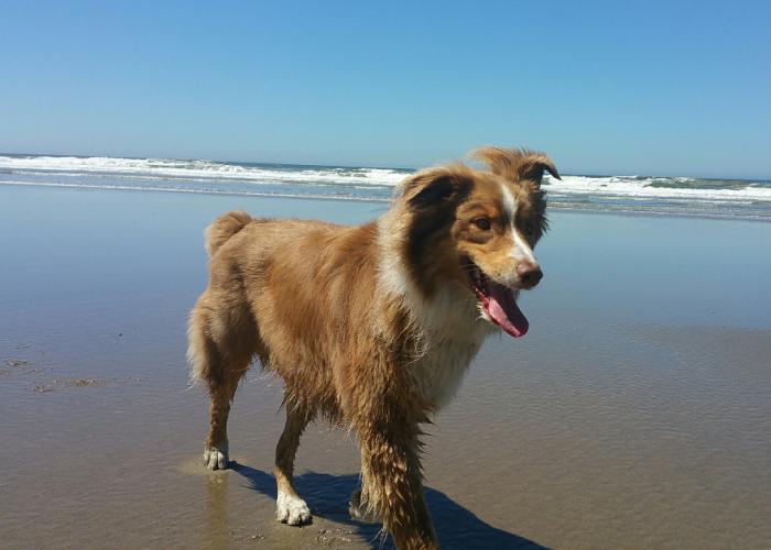 luca_beach_time_or.jpg