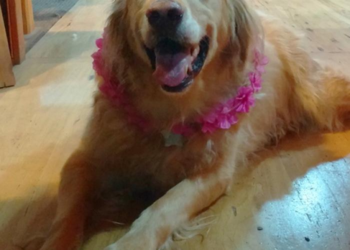 charlie_pink_flowers.jpg