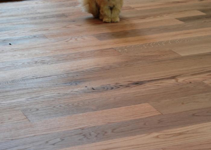 fluffy_kitty_reclaimed_floor.jpg