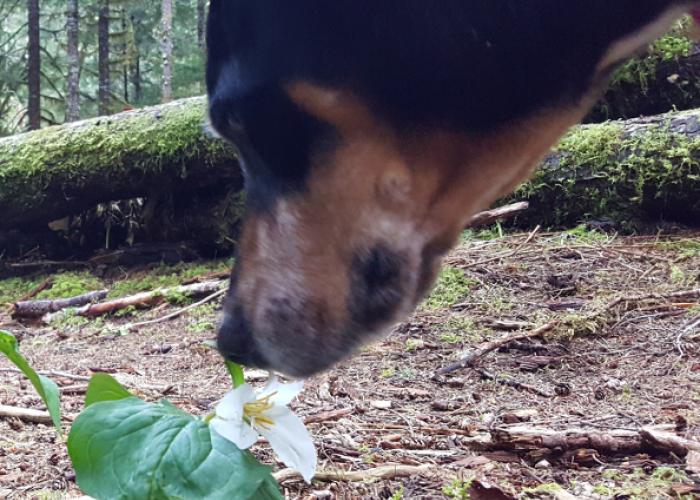 porter_with_flower.jpg
