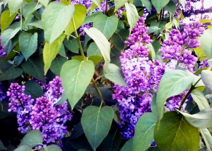 mothers_day_lilac.jpg