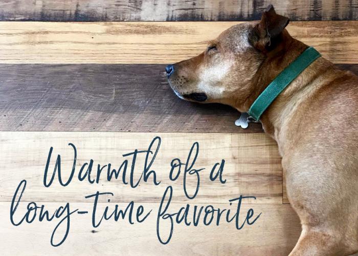 barlow_dog_on_settlers_plank_pioneer_millworks.jpg
