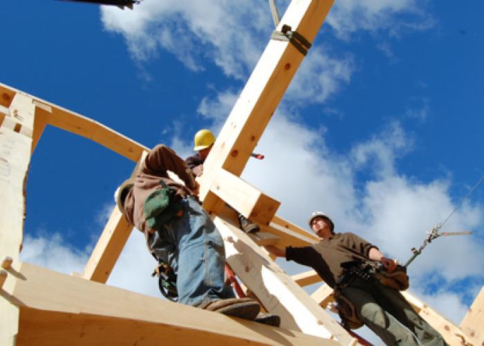 raising_eastern_white_pine_frame.jpg