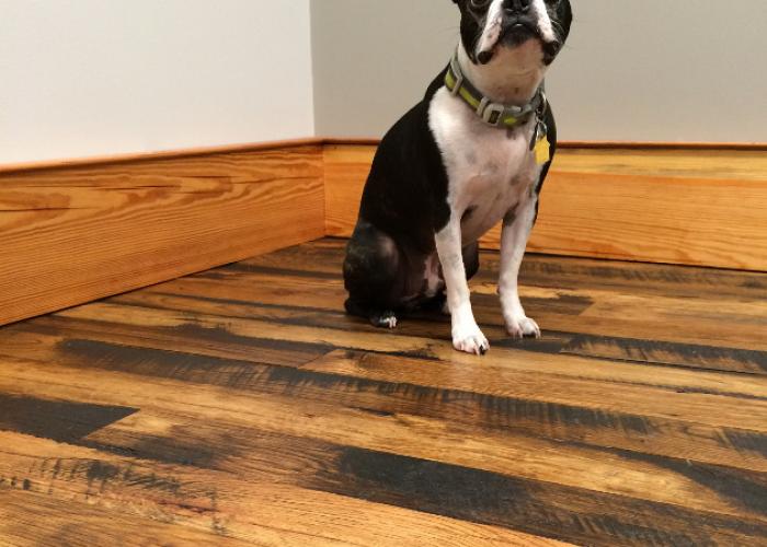 phin_on_black_and_tan_reclaimed_oak.jpg